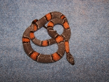 Iraan Alterna