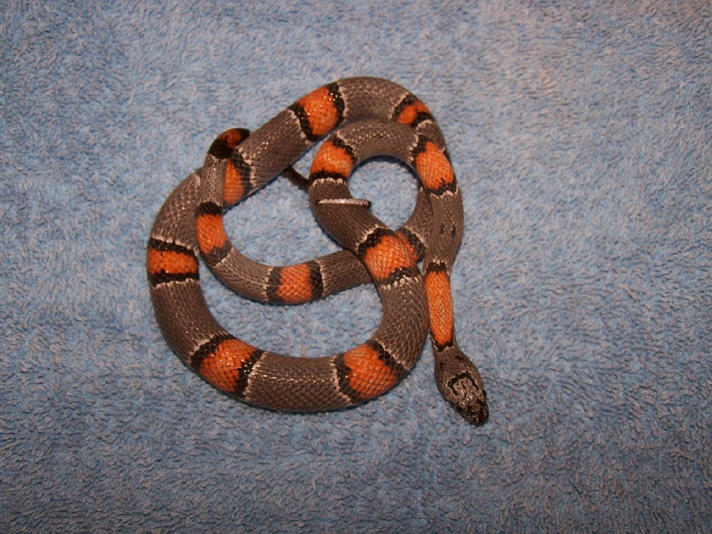 Iraan Alterna