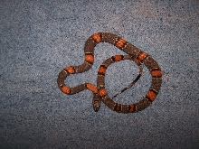 Iraan Alterna2
