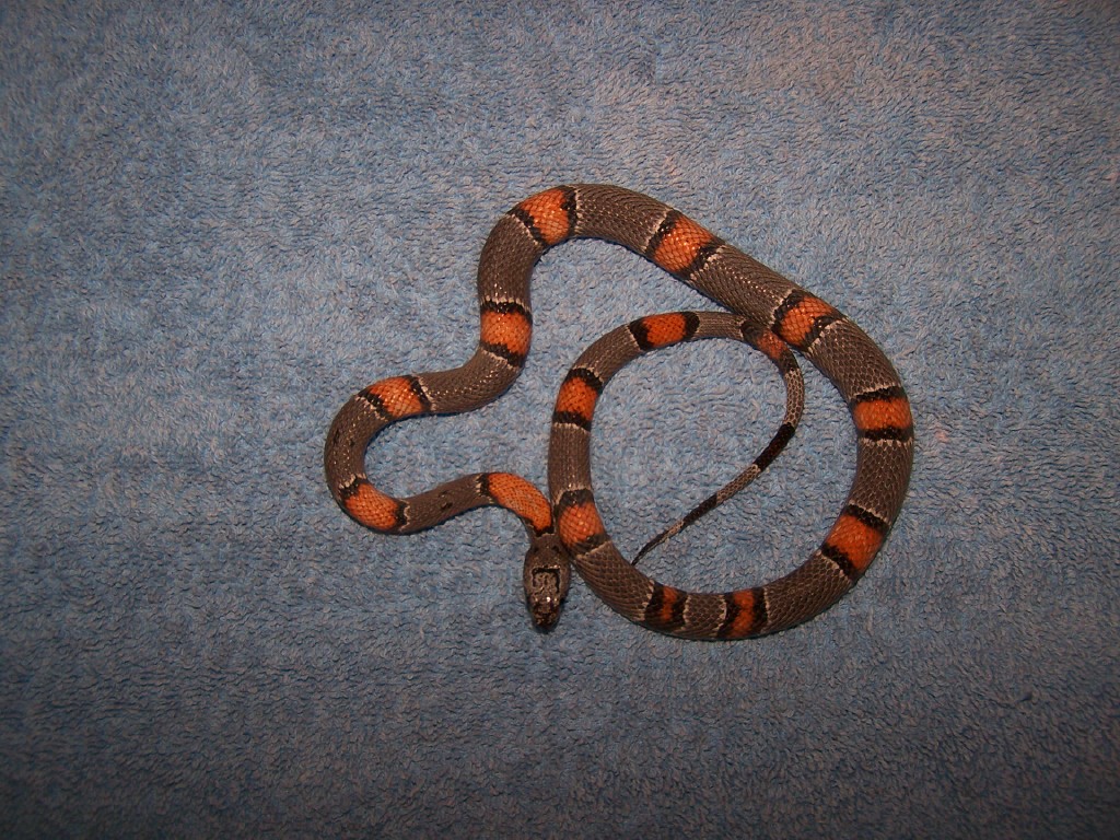 Iraan Alterna2