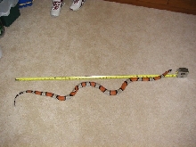 Vance Caskey's Juno male1