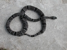 Juno Female