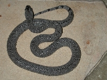 C. B. River Road Alterna female