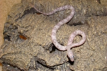Silver Axanthic Suboc