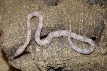 Silver Axanthic Subocularis