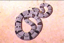 277 alterna morph