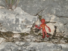 chupicabra