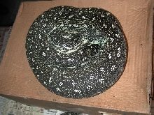 male Diamond python
