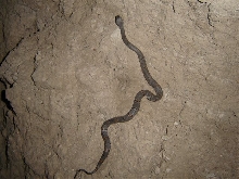 Steve Boyd's Black Gap 2