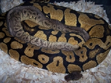 Pewter male breeding pastel female