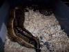 Pin Breeding