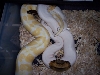Albino X Pied