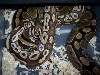 Mojave breeding