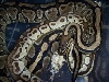 Lesser breeding