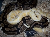 Albino X Het