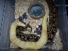 Albino #2 X Het