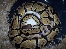 blonde pastel on eggs