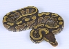 Yellow Bellie