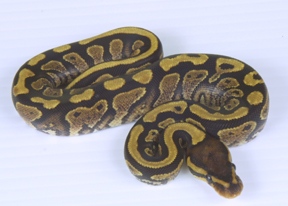 Yellow Bellie