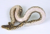 Yellow Belly