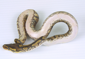 Yellow Belly