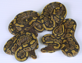 Yellow Belly