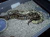 orange ghost male