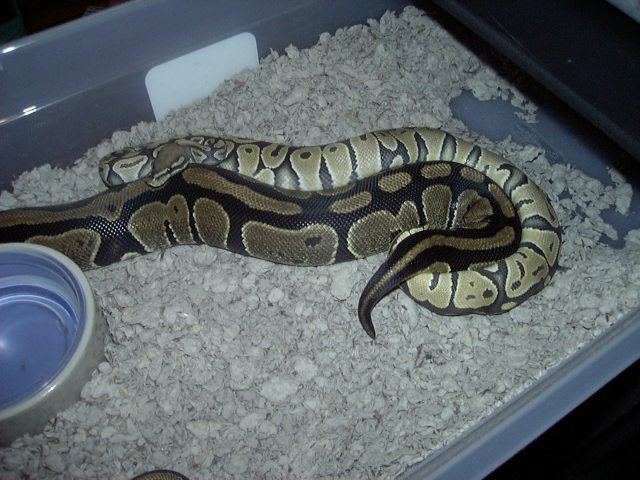 orange ghost male