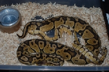 Bumble Bee X Pastel #1