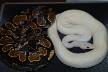 Male Calico & Female Pastel Ivory