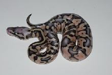 Pastel Fire