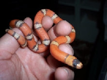 tri color hypo