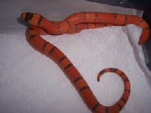 VP hypo