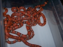 clutch of hypo's
