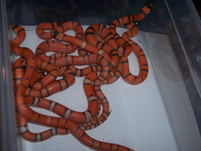 clutch of hypo's