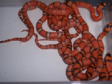whole clutch of hypo's