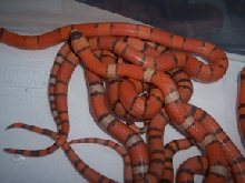 another clutch of hypo's