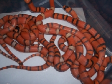 alot of hypo's
