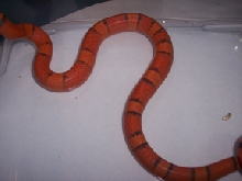 a clutch of hypo's