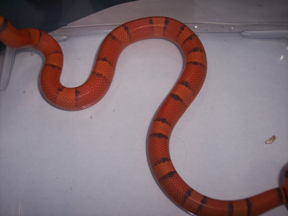 a clutch of hypo's