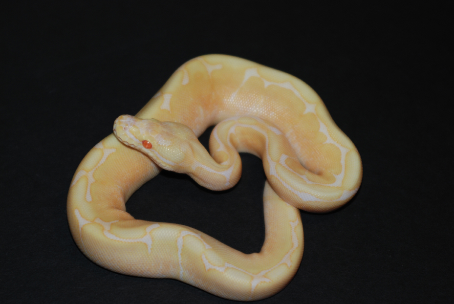 male albino spider