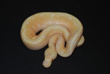 male albino spider 1