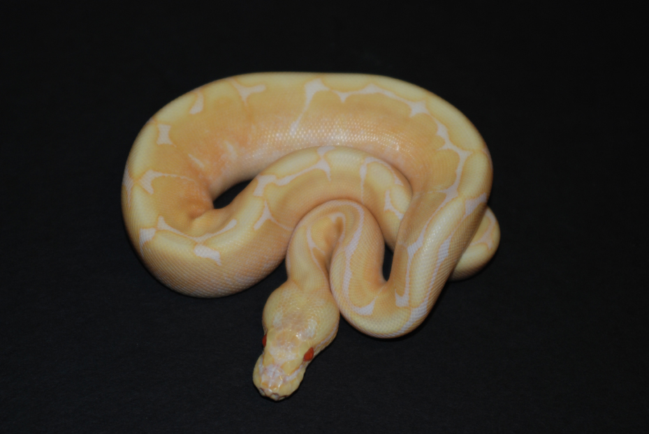 male albino spider 1