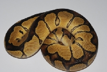Male Clown
