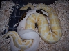 Pied Male X Albino Female