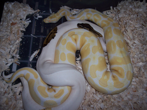 Pied Male X Albino Female