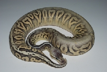 Male Sterling Pic #1