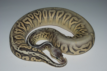 Male Sterling Pic #1