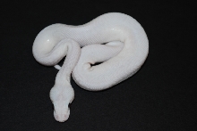 male super lesser
