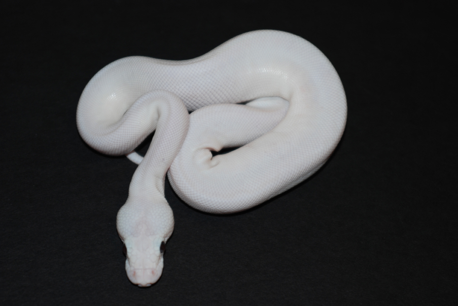 male super lesser